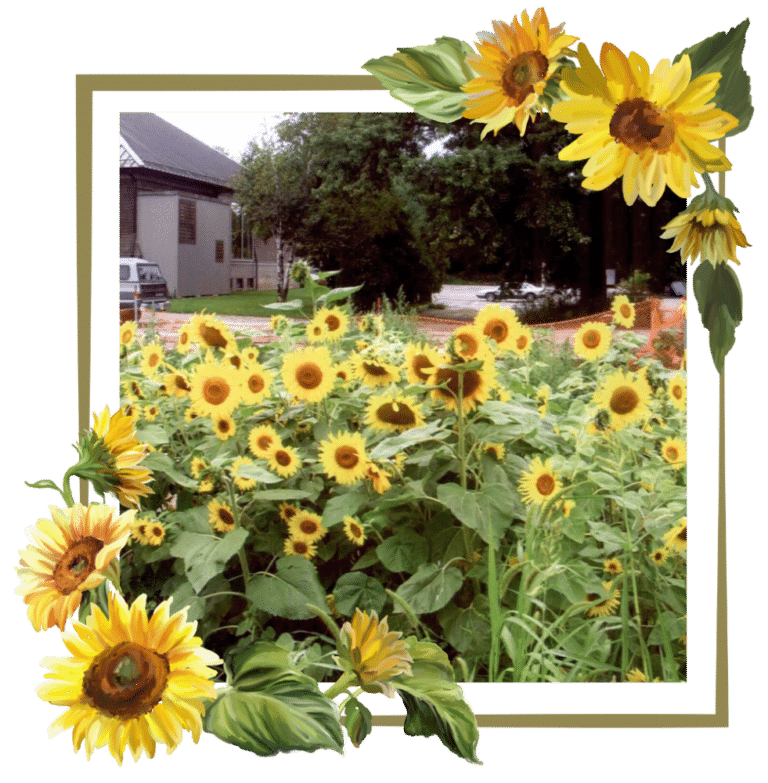 sunflowers in lot